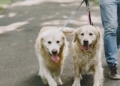CABA presentó un proyecto para identificar y proteger a perros y gatos