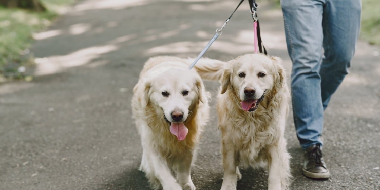 CABA presentó un proyecto para identificar y proteger a perros y gatos