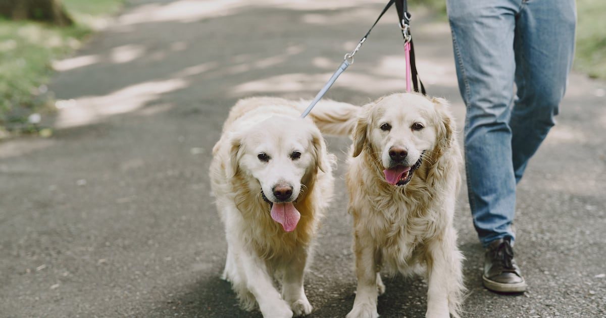 CABA presentó un proyecto para identificar y proteger a perros y gatos