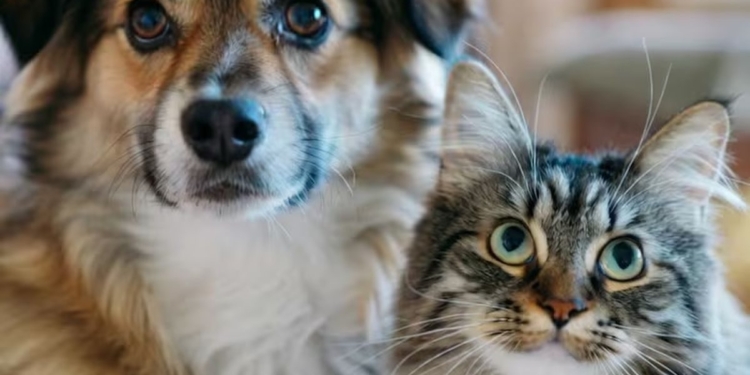 Cementerio y crematorio públicos para mascotas en Chacarita
